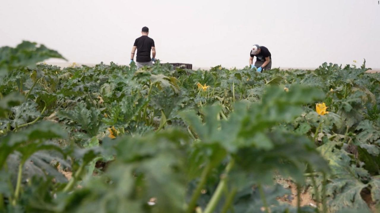 CNNE 1535830 - miles de trabajadores agricolas israelies huyeron tras los atentados de hamas