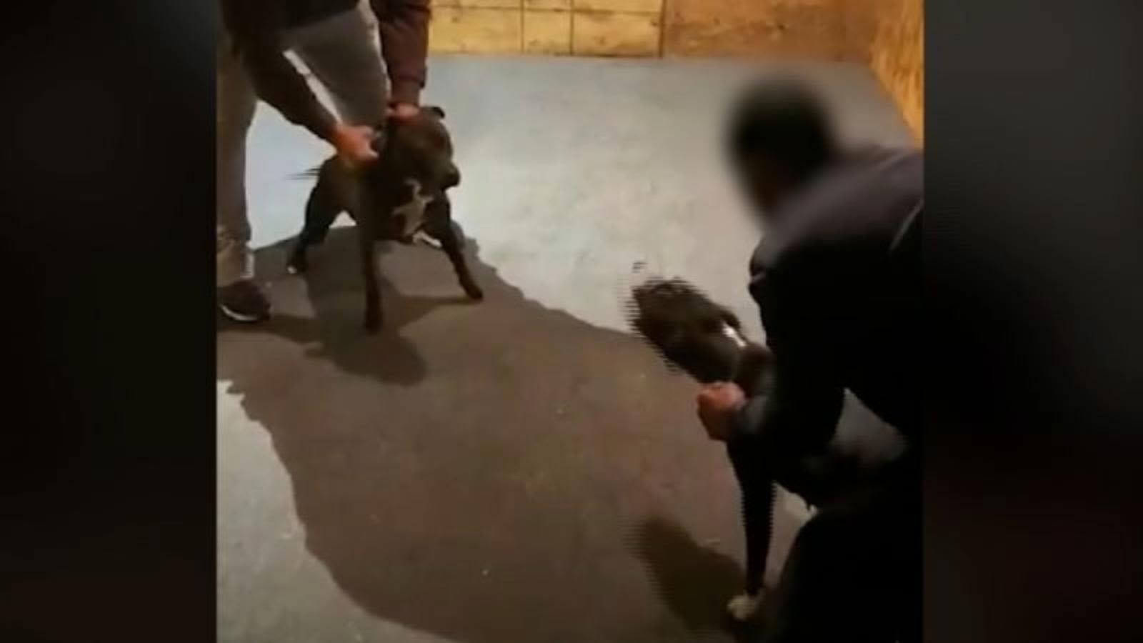 Una mirada a las peleas ilegales de perros en Estados Unidos