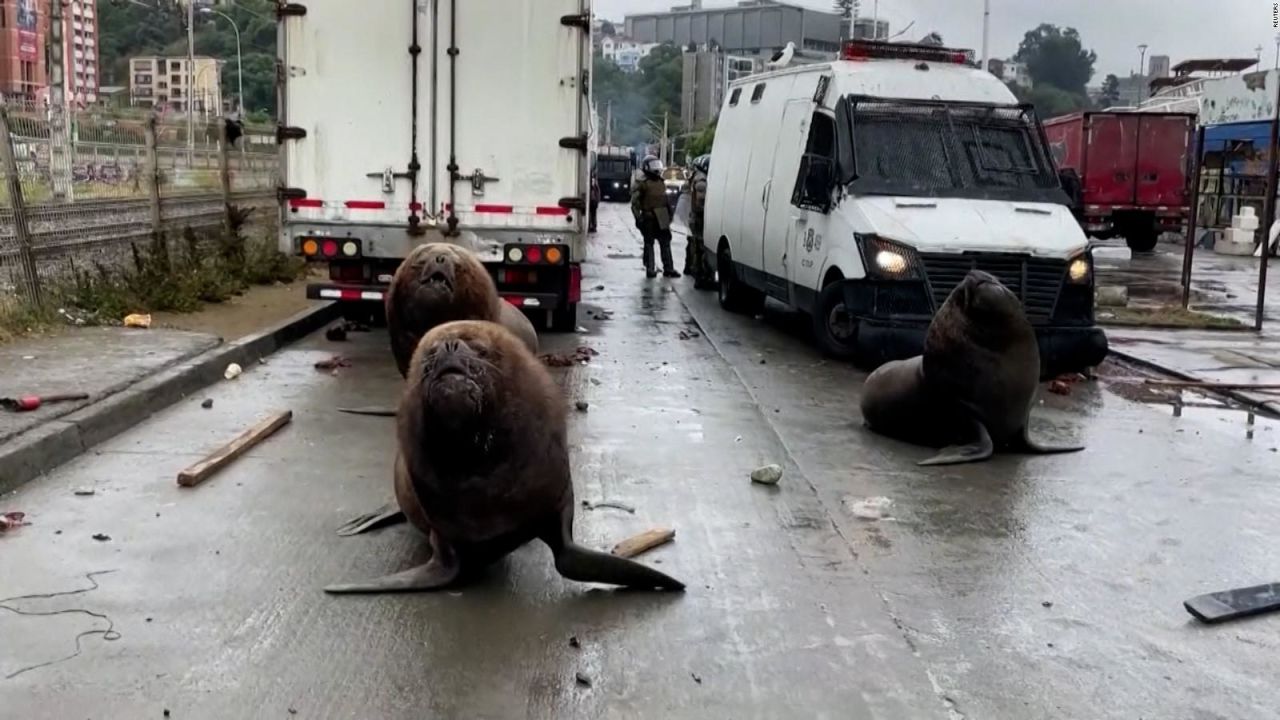 CNNE 1537089 - lobos marinos bloquean calle en medio de protesta en chile