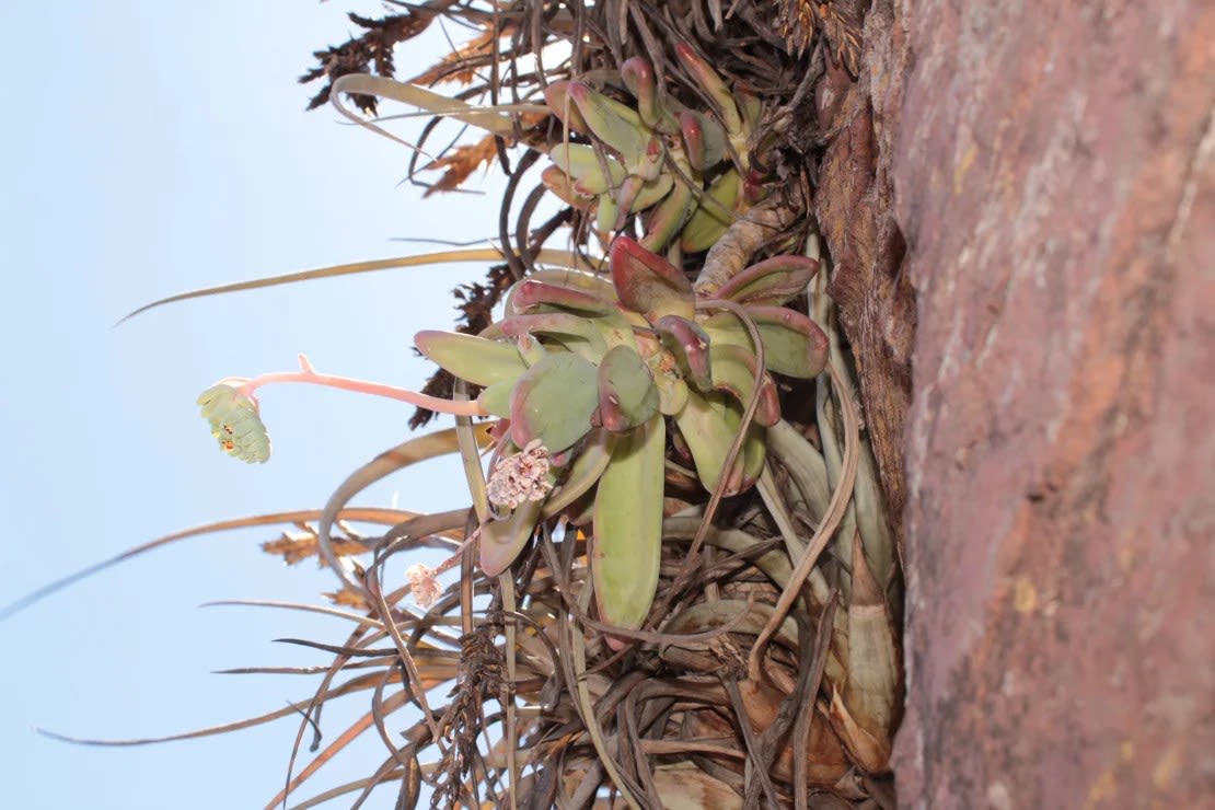 Pachyphytum odam es una suculenta que crece en acantilados empinados. Crédito: Arturo Castro-Castro/Academia de Ciencias de California