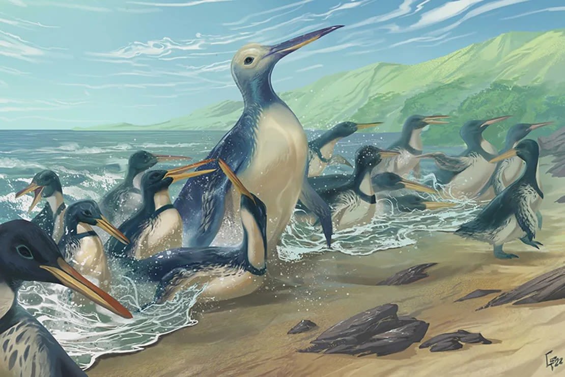 Esta ilustración muestra al pingüino gigante Kumimanu fordycei, que vivió hace unos 60 millones de años. Crédito: Simone Giovanardi/Museo de Historia Natural