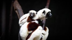 CNNE 1543107 - nace raro bebe lemur en zoologico del reino unido