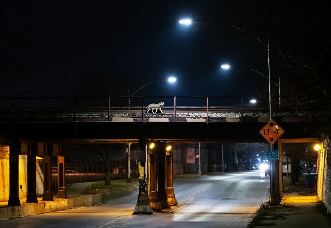 Un coyote cruza el puente de un tren de mercancías en Chicago para evitar el tráfico. "Tras encontrar un coyote en las vías, corrimos y preparamos la toma", explica Arnold. "En un golpe de suerte, el coyote corría por mi lado de las vías".