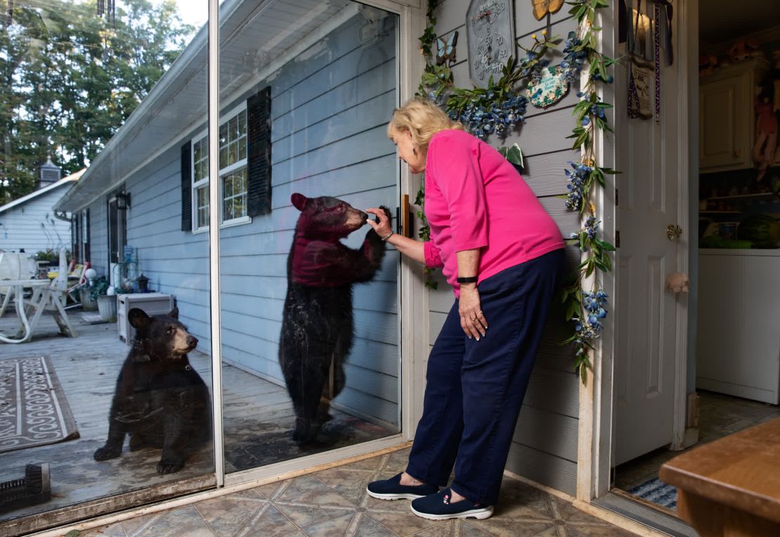 Janice Husebo interactúa con osos negros a través de una puerta corredera de cristal en su casa de Asheville.