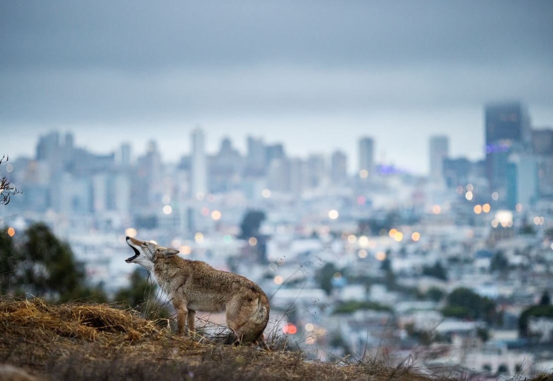 Un coyote le chilla agresivamente a un perro que pasea a lo lejos en un parque para perros sin correa en San Francisco.