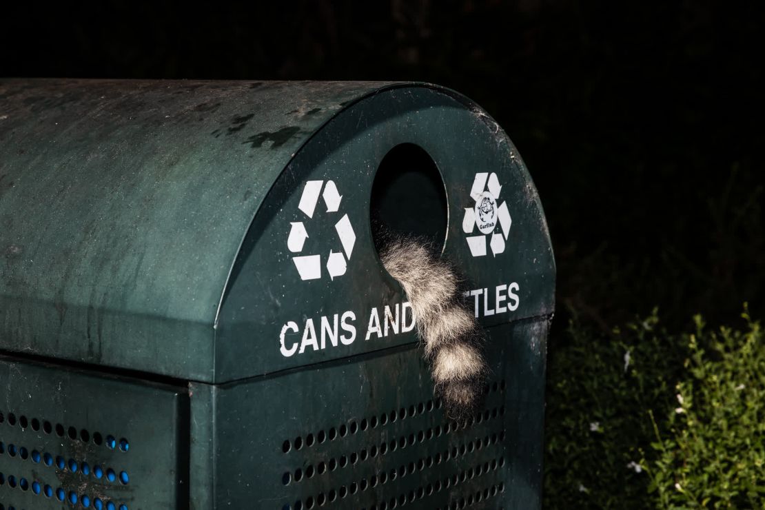 Un mapache busca comida en un contenedor de reciclaje en San Francisco.