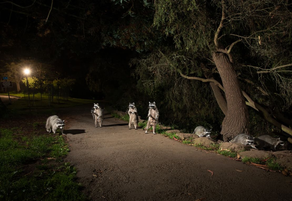 Un grupo de mapaches fotografiado cuando se acerca un coche en el parque Golden Gate de San Francisco.