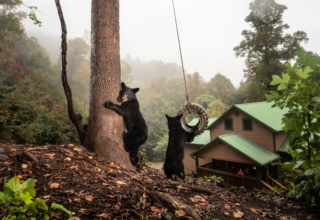 Cachorros de oso negro juegan en un columpio de cuerda en el patio trasero de una casa de Asheville, Carolina del Norte. "Coloqué una cámara trampa para captar a los numerosos osos urbanos que frecuentan esta propiedad", explica el fotógrafo Corey Arnold.