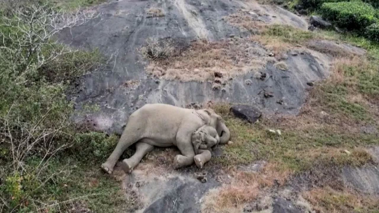 CNNE 1544539 - el tierno reencuentro de un bebe elefante con su mama en la india