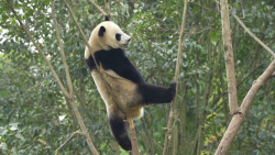 CNNE 1546365 - mira las travesuras de dos pandas gemelos colgados de un arbol