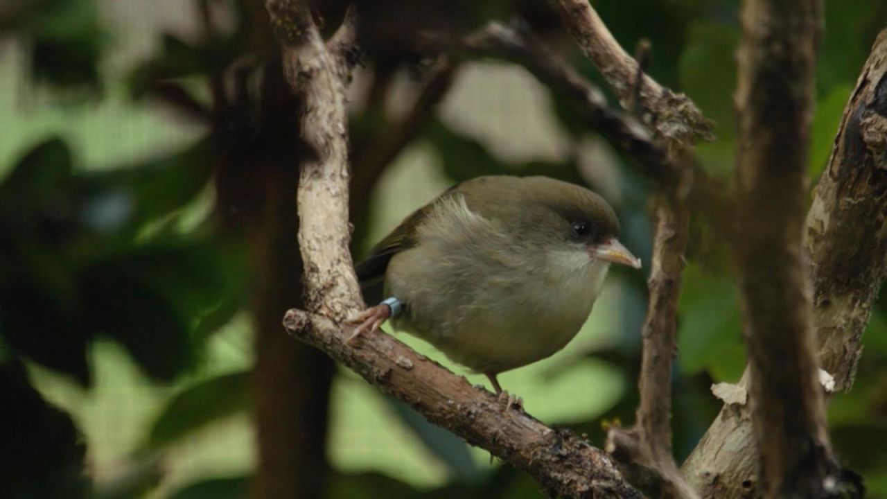 CNNE 1547047 - el akikiki, una especie en peligro de desaparecer