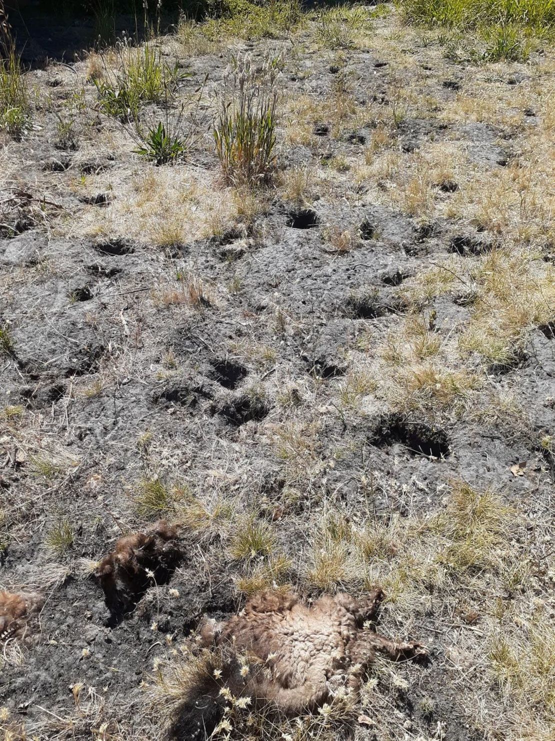 El césped de Kathleen Murray, en Tasmania (Australia), se ha convertido en un hogar para la fauna salvaje. Crédito: Region Gotland