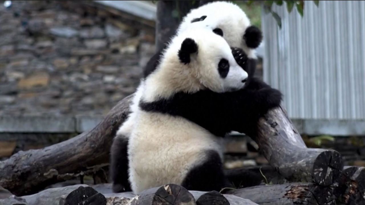 CNNE 1547501 - mira el tierno abrazo que se dan dos pandas gemelos