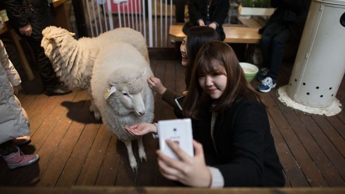 Una mujer se toma una selfie con una oveja en un café de ovejas en Seúl el 17 de febrero de 2015.