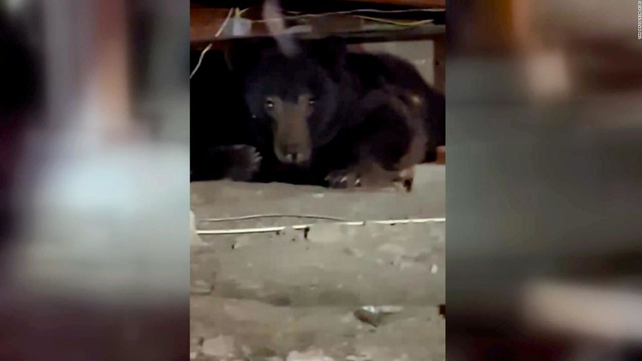 CNNE 1548936 - una mujer encuentra un oso negro en su sotano