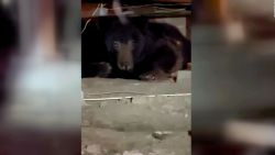 CNNE 1548936 - una mujer encuentra un oso negro en su sotano