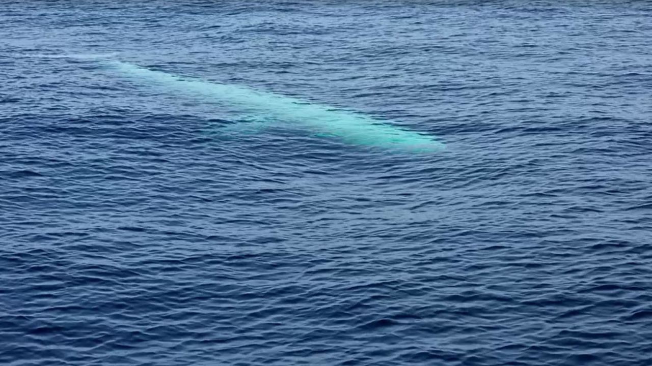 CNNE 1549970 - captan imagenes de una rara ballena blanca en la costa de tailandia