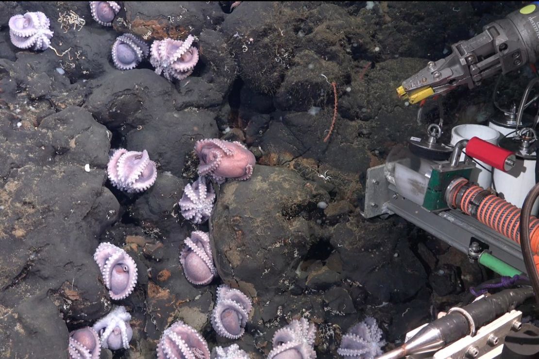 Este grupo de pulpos fue observado cerca del pequeño afloramiento rocoso conocido como Colina El Dorado, en la costa de Costa Rica.