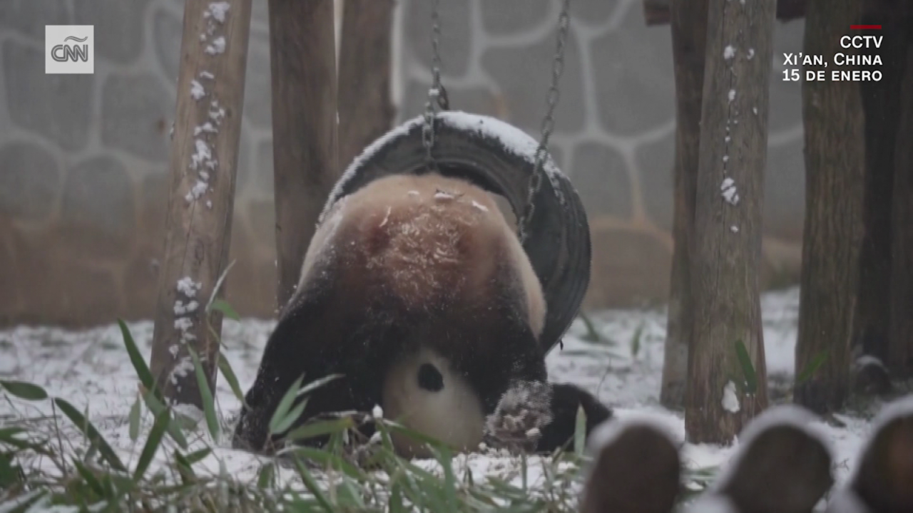 CNNE 1552708 - graban a pandas gigantes jugando y revolcandose en la nieve