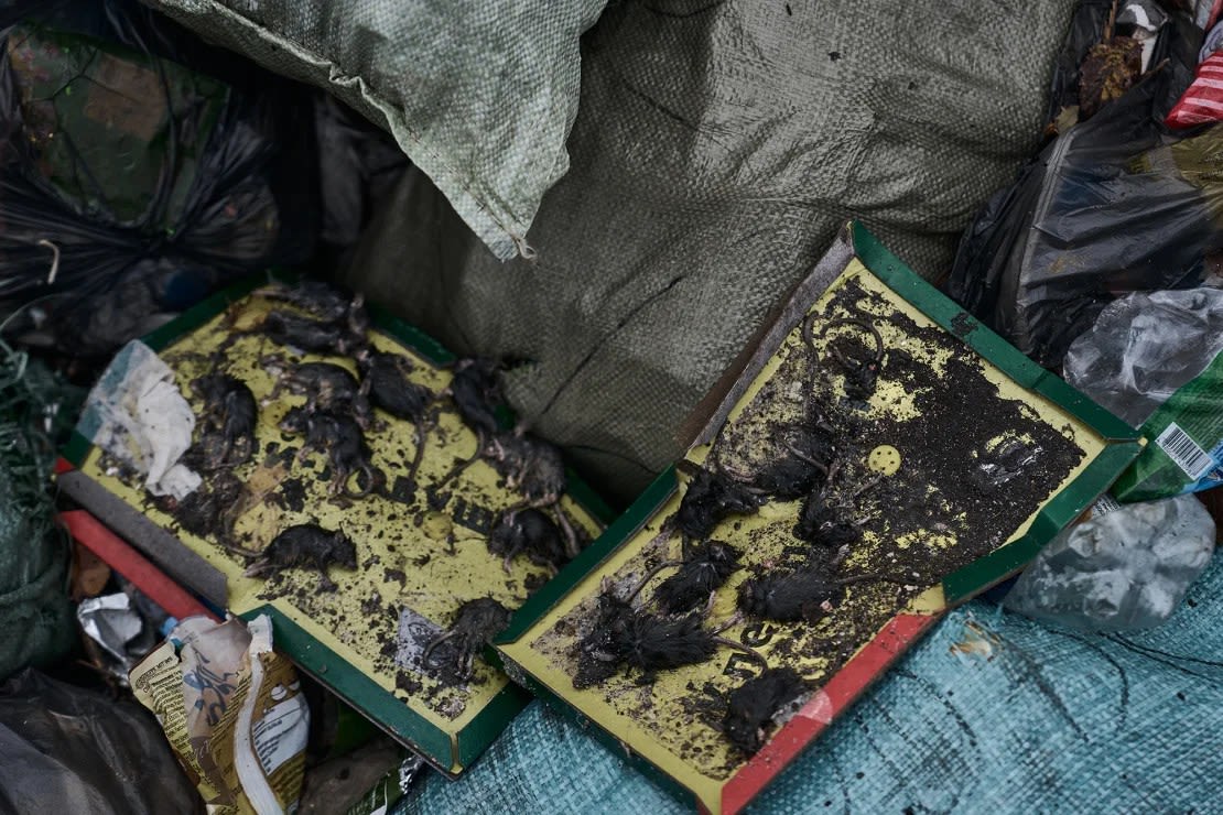 Una trampa para ratones en un cubo de basura intenta detener el enjambre de roedores en una trinchera cerca de Bakhmut, Ucrania, en octubre de 2023. Libkos/Getty Images