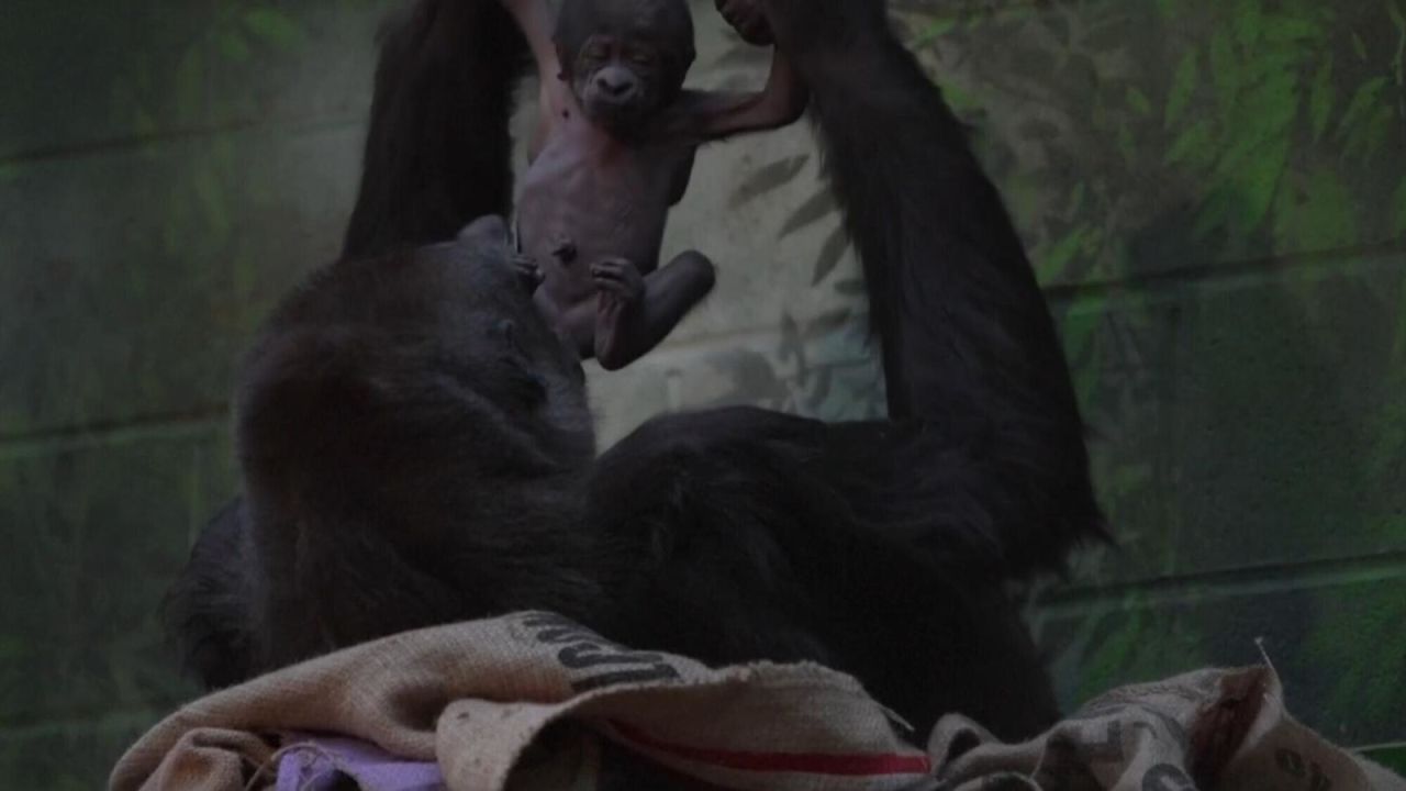 CNNE 1553935 - asi cuida una madre gorila a su bebe recien nacido