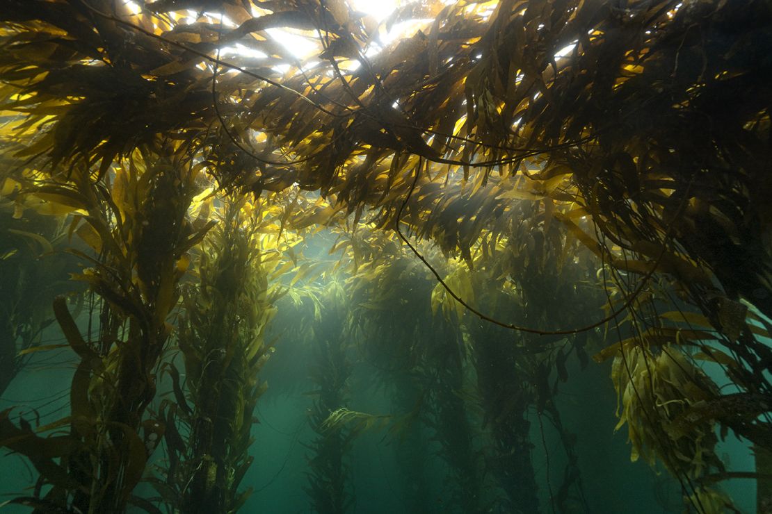 El objetivo de Por el mar es que la gente pueda conocer estos bosques a través de fotos y videos para empatizar y luchar por su conservación