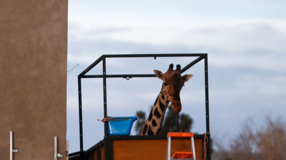 La jirafa Benito preparándose para ser transportada al Parque Africam Safari, en Puebla