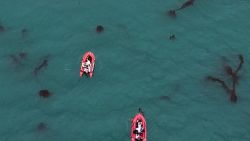 CNNE 1556220 - los protectores de un bosque de kelp en argentina