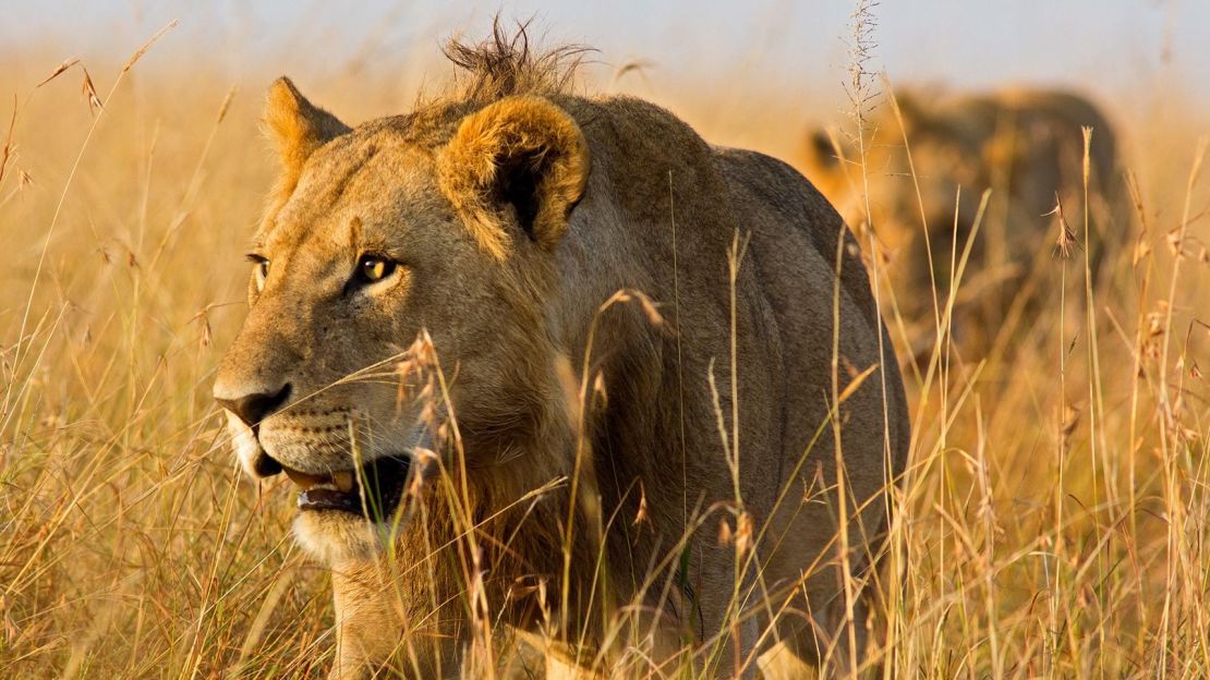 Una foto muestra a leones machos merodeando entre la hierba de la Reserva Nacional de Masai Mara en Kenia. (Foto: WLDavies/E+/Getty Images).