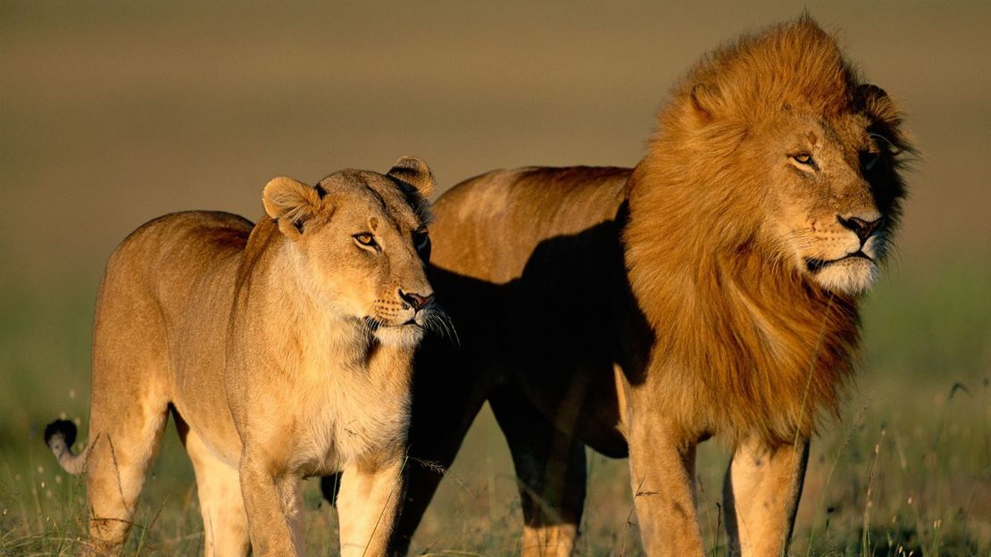 Leones comparten un paseo matutino en la Reserva Nacional Masai Mara de Kenya durante la temporada de apareamiento. (Foto: Paul A. Souders/Stone RF/Getty Images).