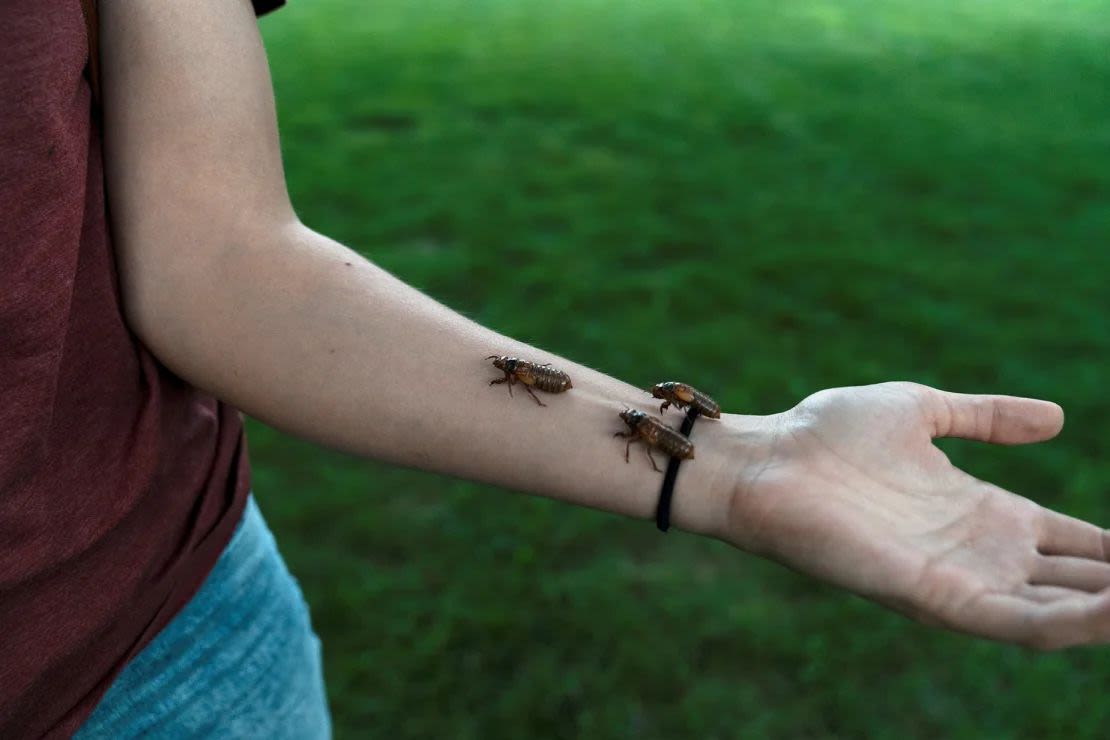 Las cigarras son ruidosas y numerosas cuando llega la primavera, pero son inofensivas. No te morderán ni picarán a tus mascotas. (Foto: Cheney Orr/Reuters).