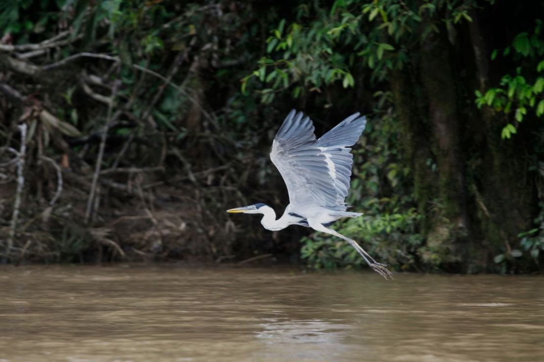 Un pájaro vuela sobre un río en la comunidad Waorani de Bameno, Ecuador, el 30 de julio de 2023. El pequeño pueblo de Bameno, a orillas del río Cononaco y hogar de unas 200 personas, se opone a las actividades extractivas para defender el Parque Nacional Yasuní.