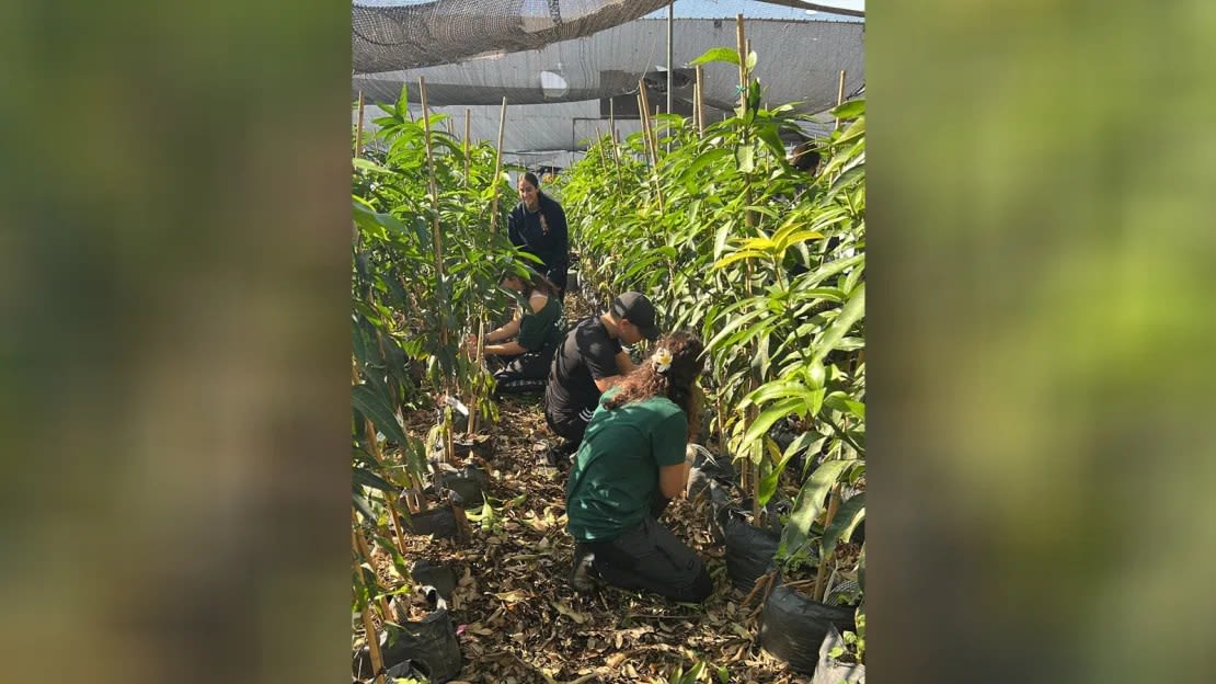 Kfar Silver está ubicado en cientos de acres de tierra agrícola. Los estudiantes pueden estudiar temas como el suministro y la producción de alimentos y la economía agrícola como parte de un plan de estudios amplio.