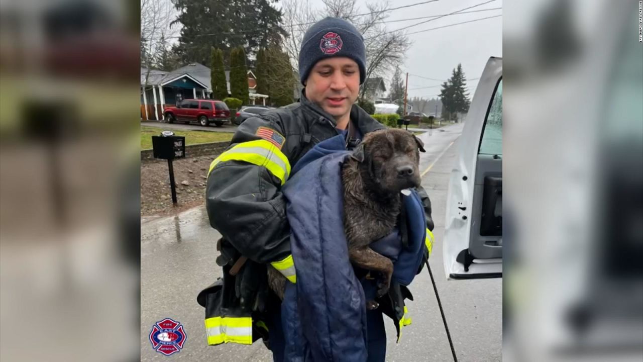 CNNE 1557788 - bomberos locales rescataron a un perro que cayo en un lago congelado