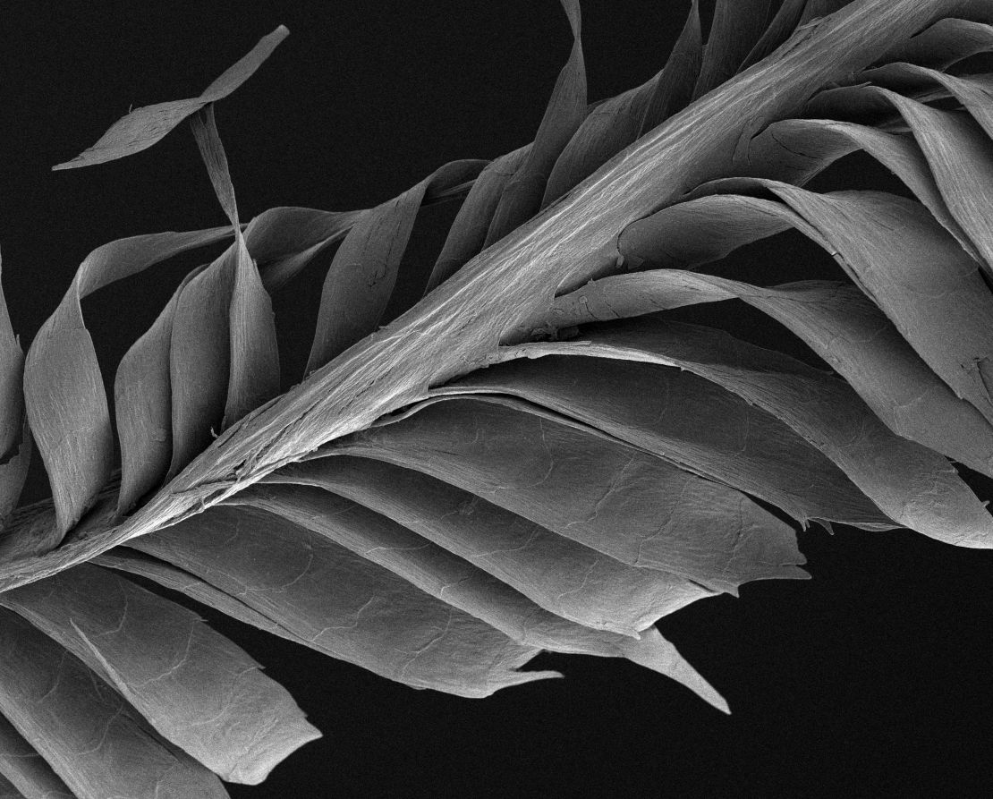 Una pluma de estornino, ampliada 1.500 veces y fotografiada bajo un microscopio.