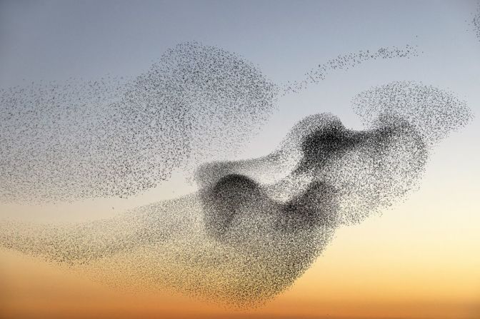 El fotógrafo danés Søren Solkær vio por primera vez murmuraciones de estorninos cuando era niño, y lleva cuatro décadas fascinado por el fenómeno. En su último libro de fotografías, "Starling", muestra a estas aves como nunca antes, desde las marismas de Dinamarca hasta los tejados de Roma. Echa un vistazo a la galería para saber más sobre las hipnotizantes murmuraciones.