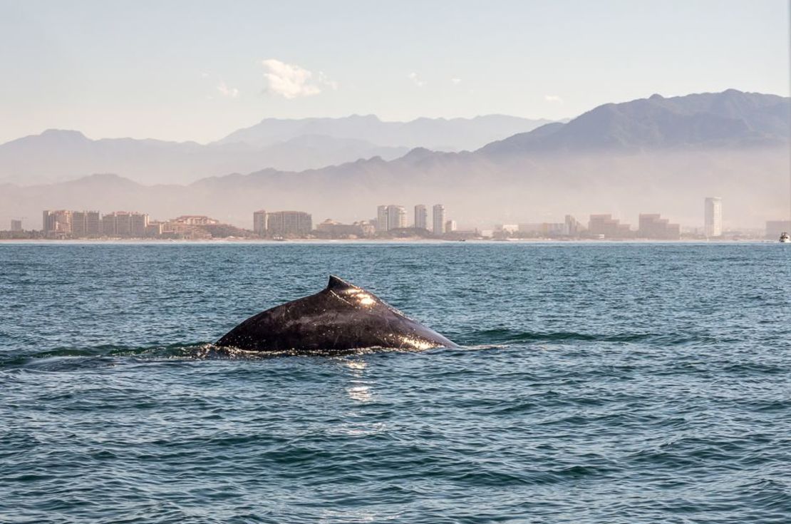 El avistamiento de ballenas es una actividad imperdible en el invierno. Crédito: Faina Gurevich/iStockphoto/Getty Images