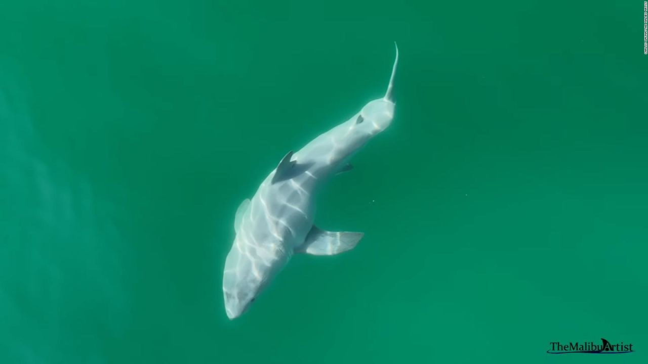 CNNE 1559517 - imagenes ineditas de lo que podria ser un gran tiburon blanco recien nacido