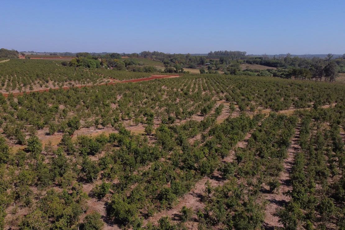 Una plantación de yerba mate casi seca durante una sequía en un campo de la Cooperativa Agrícola de la Colonia Liebig en Corrientes, Argentina, el 24 de febrero de 2022.