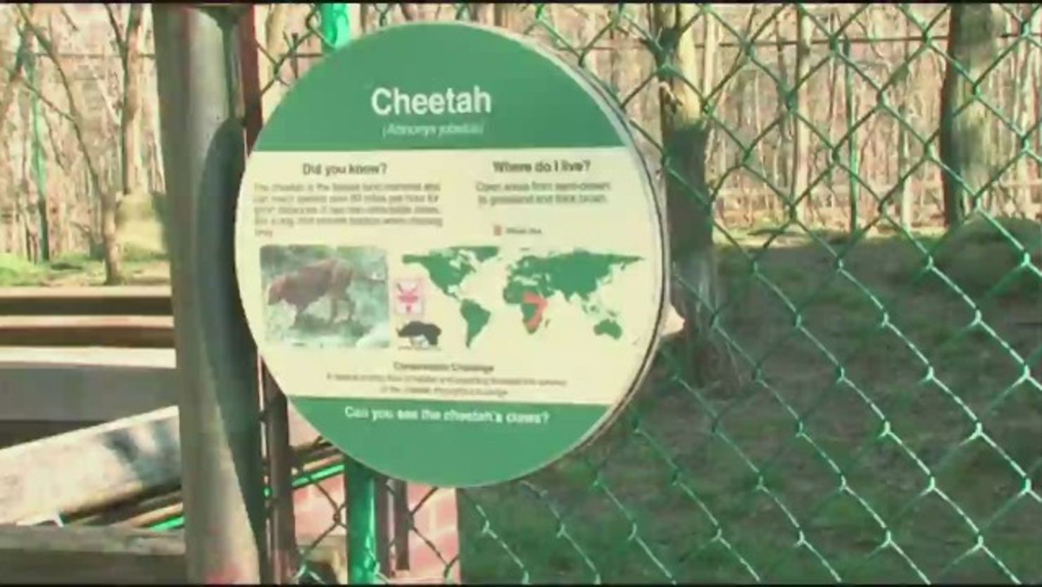 CNNE 156059 - 150412030403-bts-oh-child-falls-into-cleveland-zoo-cheetah-exhibit-00005724-story-top