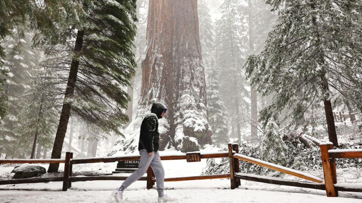 Un visitante pasa por delante del árbol General Grant mientras cae nieve en el Grant Grove de secuoyas gigantes durante una tormenta fluvial atmosférica el 1 de febrero de 2024 en el Parque Nacional Kings Canyon, California.