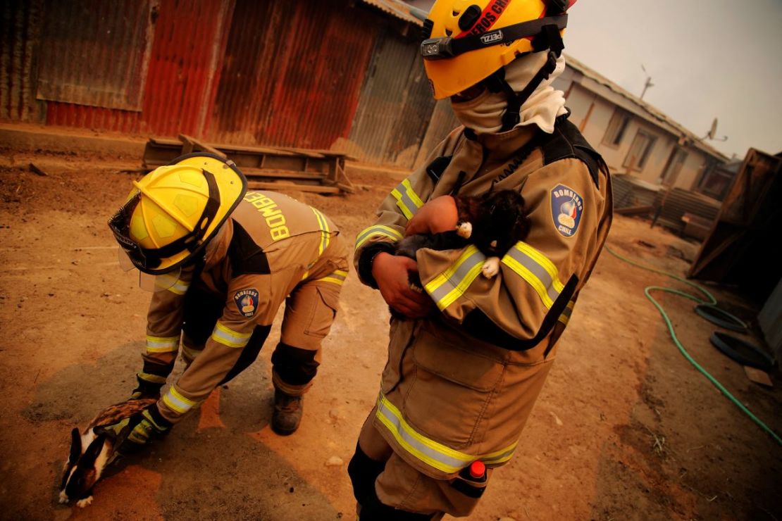 Los bomberos rescatan conejos en la zona de un incendio forestal en las colinas de la comuna de Quilpe, región de Valparaíso, Chile, el 3 de febrero de 2024.