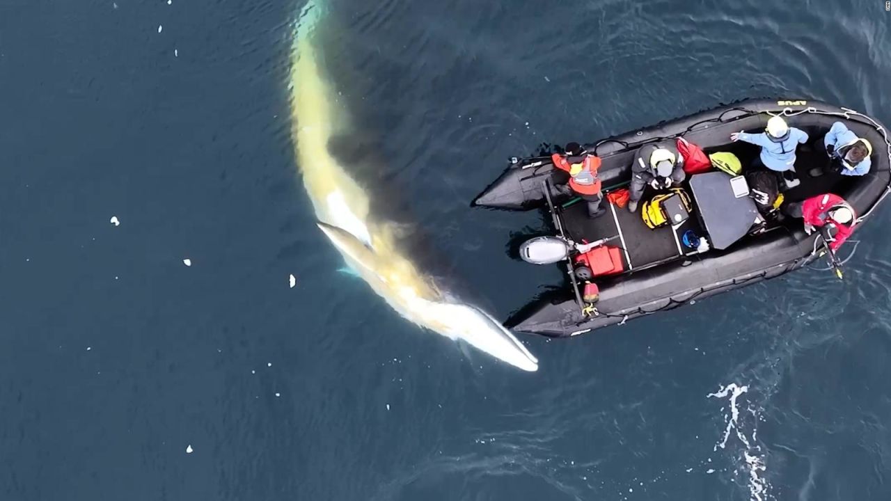 CNNE 1561827 - equipo de cnn tuvo un encuentro cercano con una ballena