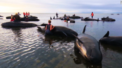 CNNE 156540 - 150215085635-tvnz-over-100-whales-dead-new-zealand-beach-story-top