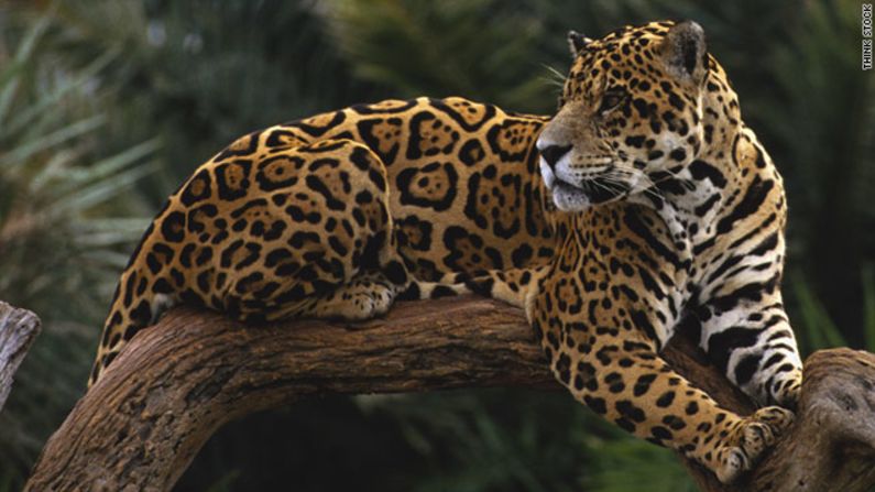 Clasificado como una especie casi amenazada en la Lista Roja de Especies Amenazadas de la UICN, el jaguar (panthera onca) es el felino más grande del continente. Se estima que la población es menor de 50.000 especímenes.