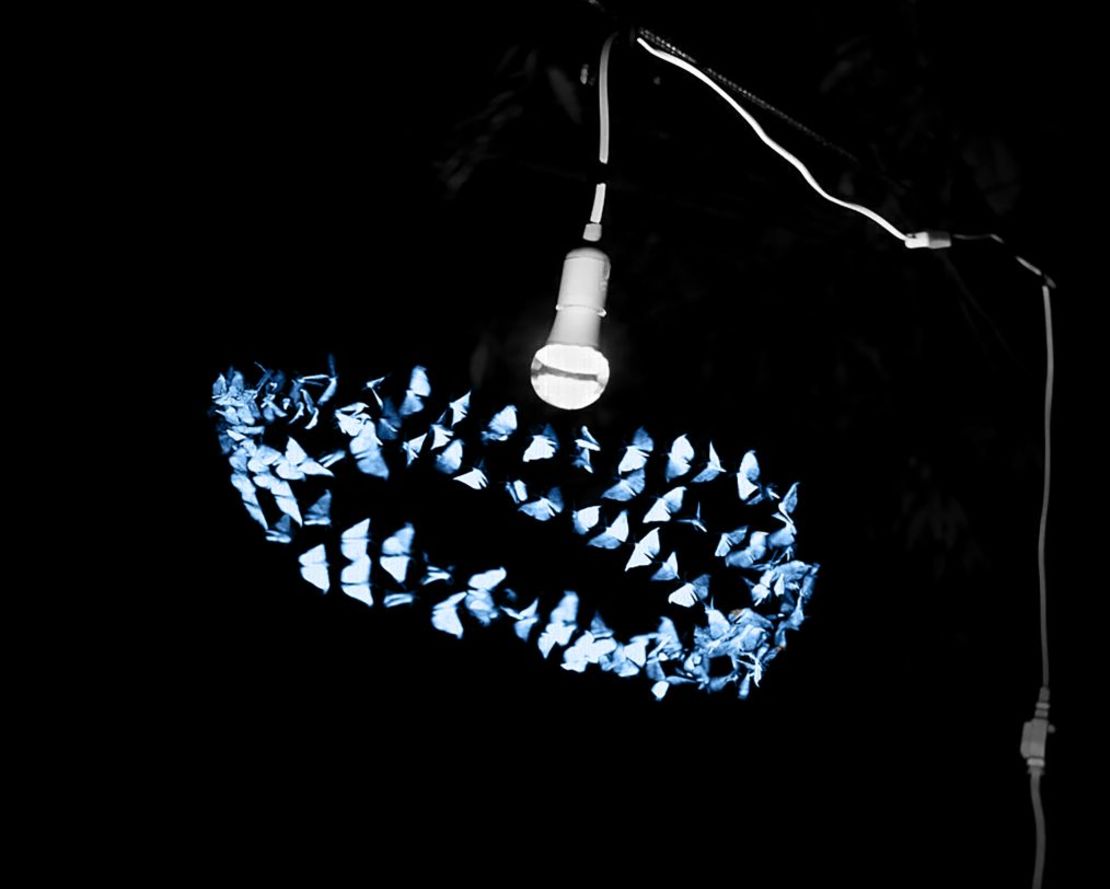 Utilizando cámaras de captura de movimiento a escala de insecto, los investigadores determinaron que los insectos voladores mostraban tres comportamientos constantes: orbitar, detenerse e invertirse. Crédito: Sam Fabian