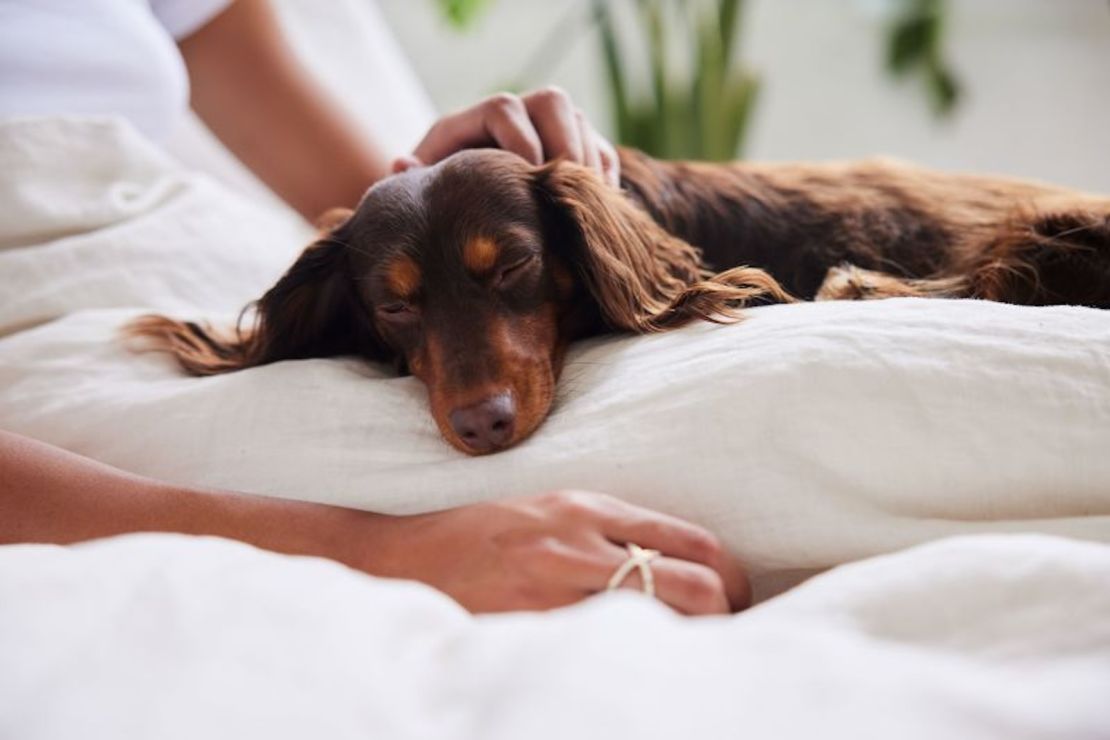 Jugar con tu perro puede no ser solo bueno para tu mascota, también podría beneficiar tu salud emocional, según un nuevo estudio.