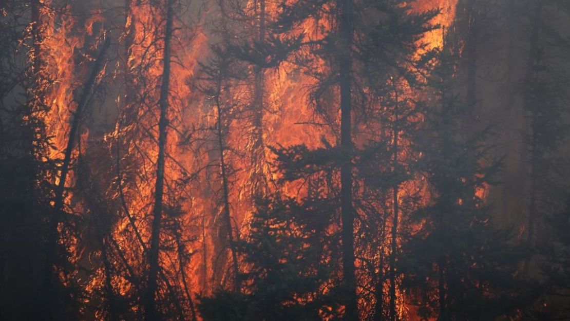 Las llamas devoran árboles a lo largo de una carretera cerca de Fort McMurray, Alberta, el 6 de mayo de 2016. {Crédito: COLE BURSTON/AFP vía Getty Images)