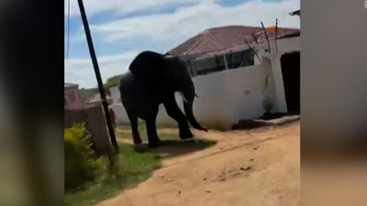 CNNE 1581264 - sacrifican a elefante que se escapo de un parque nacional en sudafrica