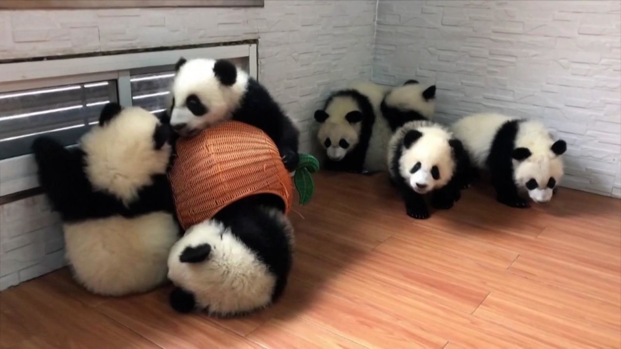 CNNE 1581334 - cachorros de panda se divierten y toman leche de un biberon